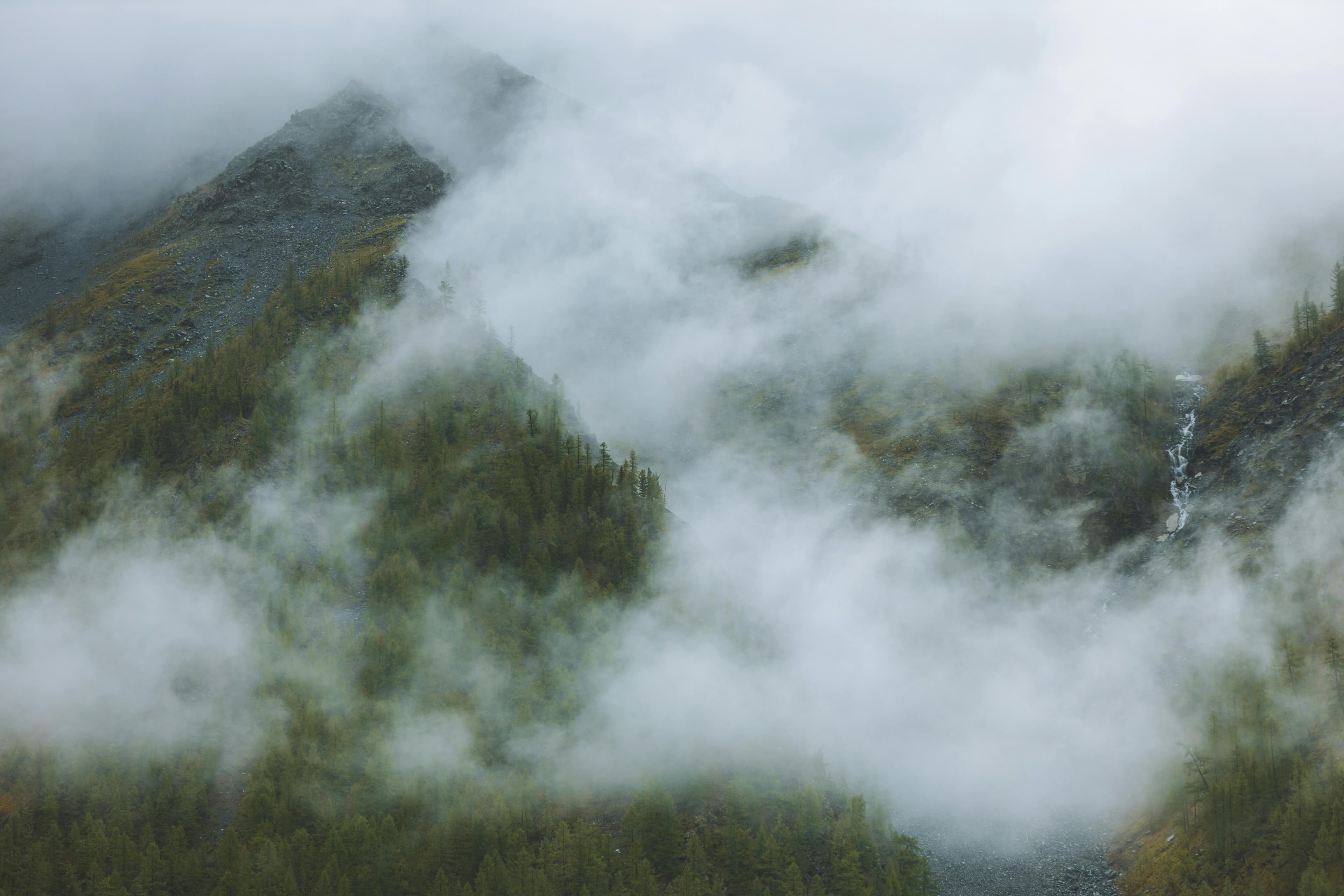 Forest covered mountainside